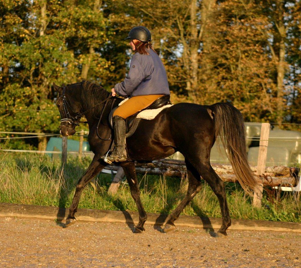 Sort araber hingst billede 9