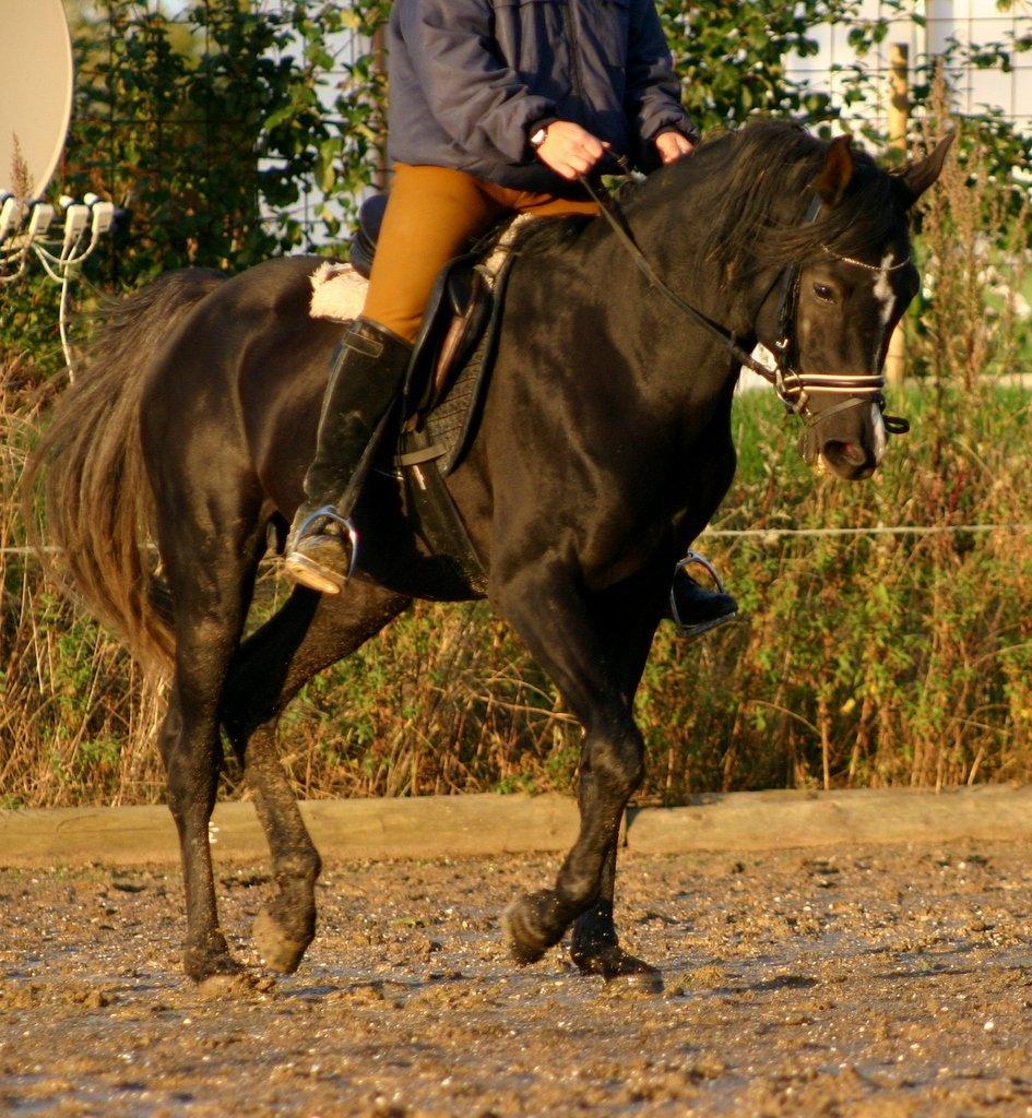 Sort araber hingst billede 8