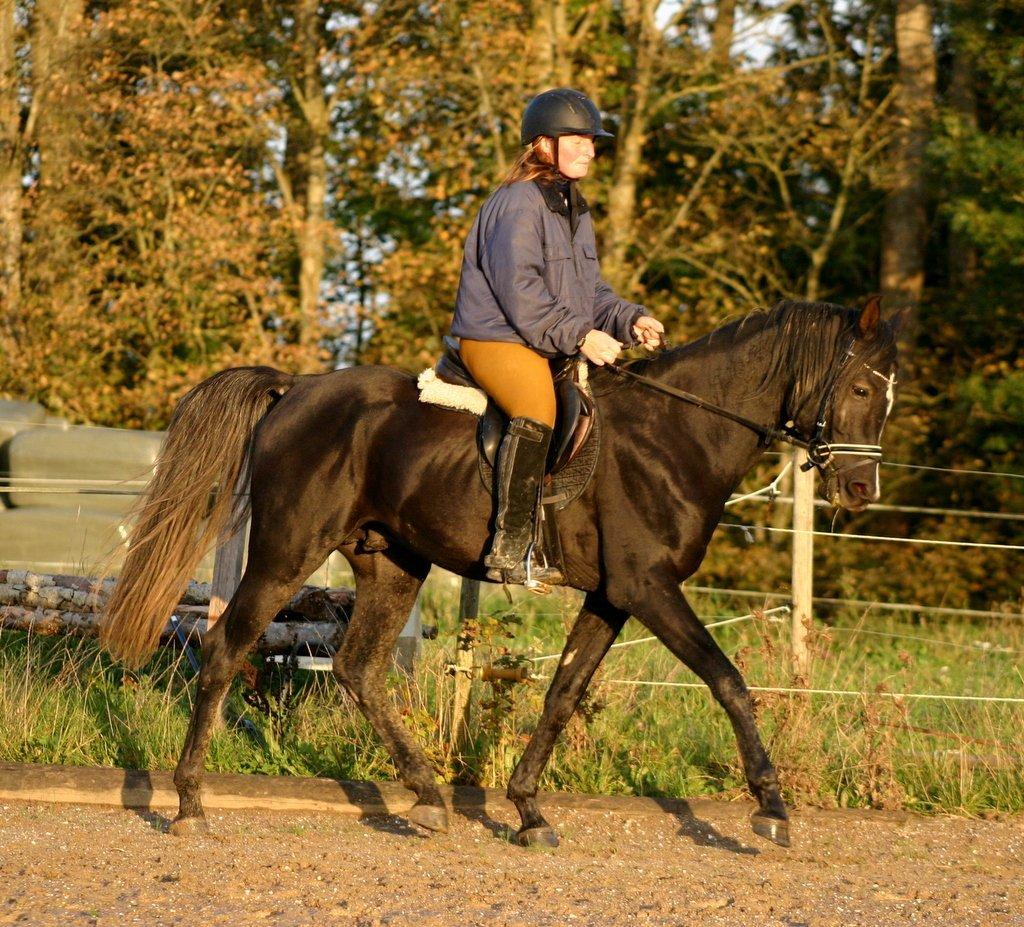 Sort araber hingst billede 7