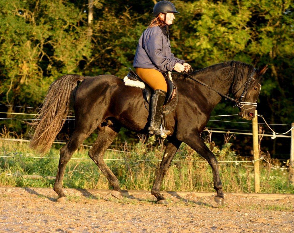 Sort araber hingst billede 6