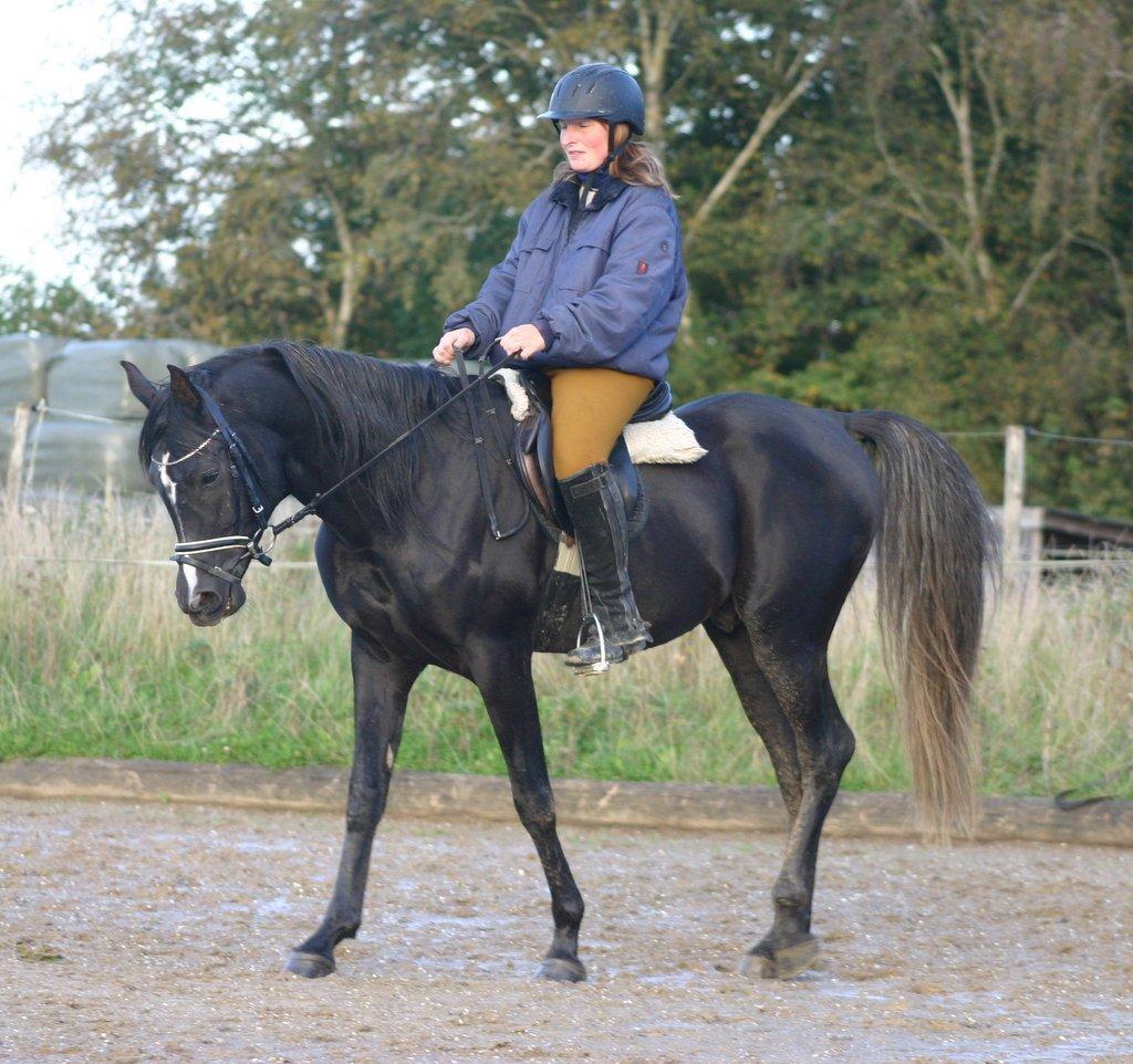 Sort araber hingst billede 5