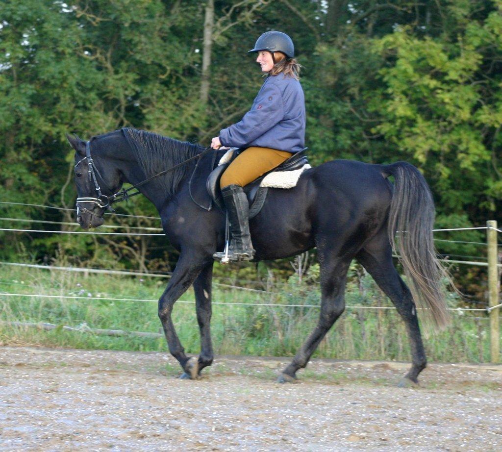 Sort araber hingst billede 4