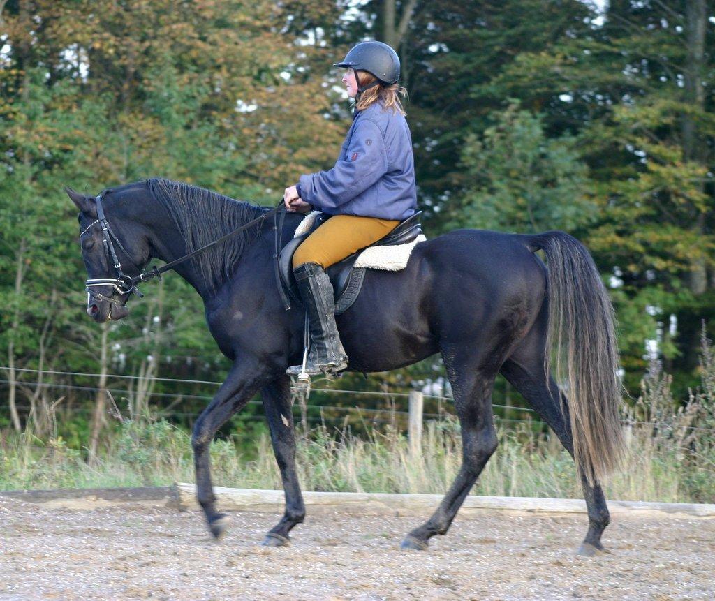 Sort araber hingst billede 3