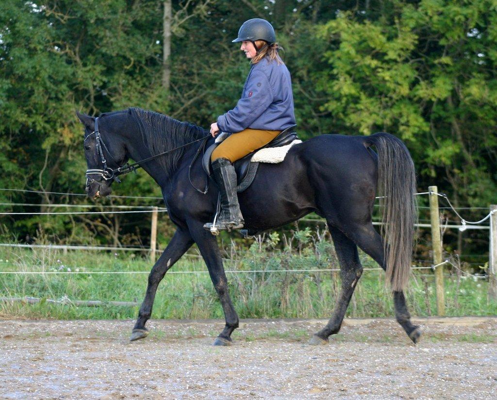 Sort araber hingst billede 2