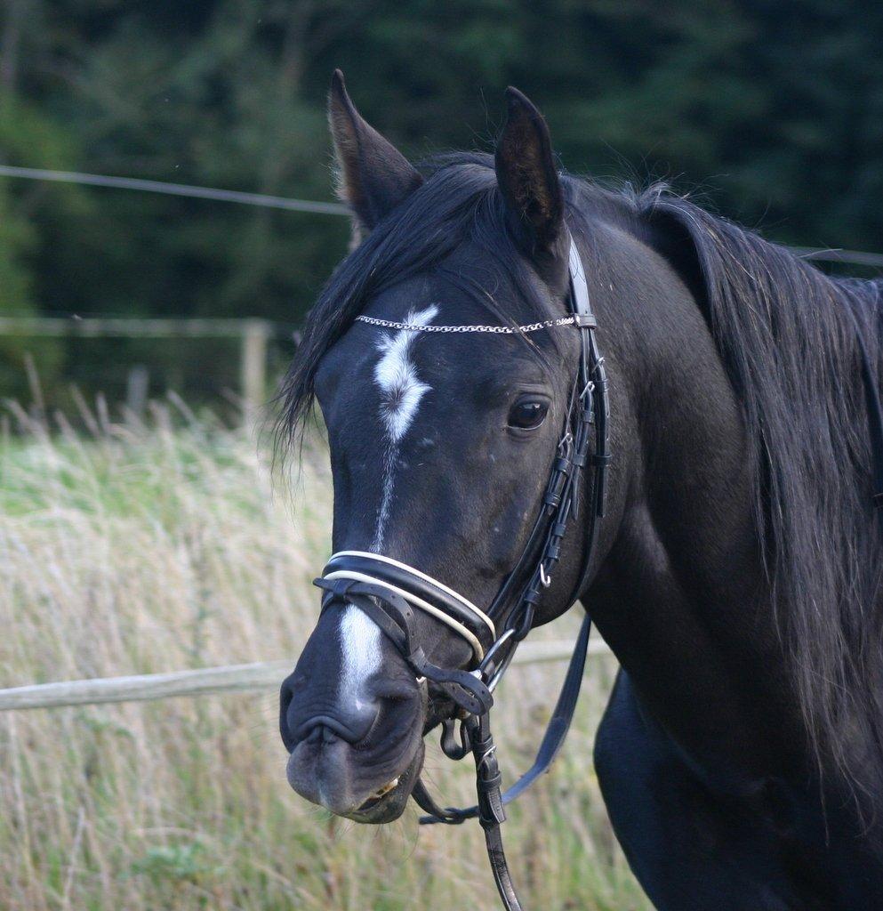 Sort araber hingst billede 1