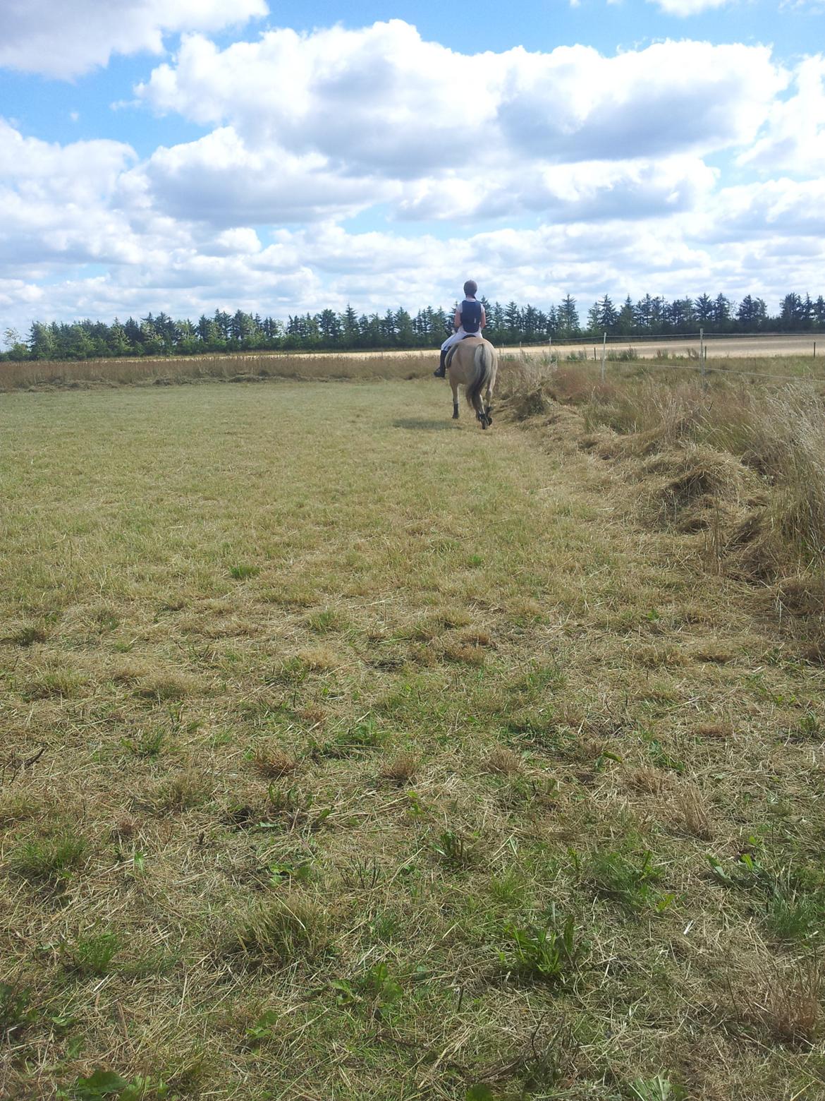 Stævne Stald Skovly billede 1