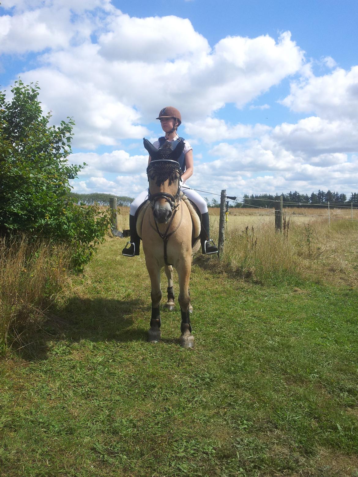 Stævne Stald Skovly billede 2