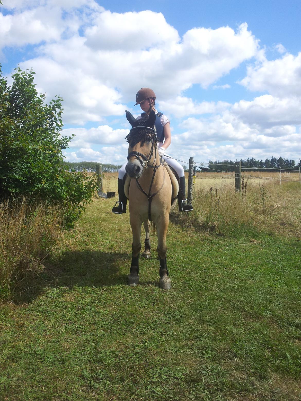 Stævne Stald Skovly billede 3