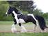 DrumHorse Hingst Lord Korpus King Keen