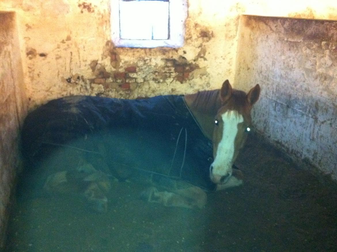 Cedergaard-ridecenter billede 1