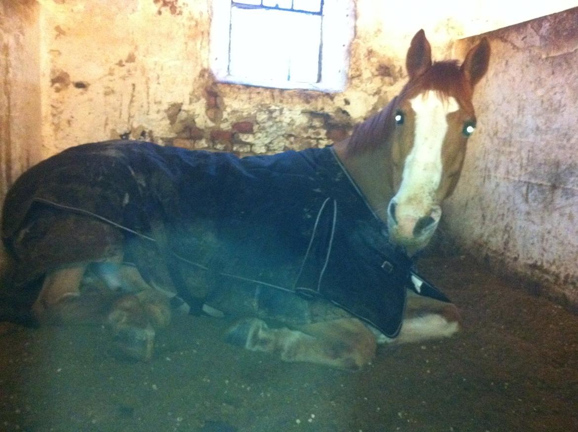 Cedergaard-ridecenter billede 2