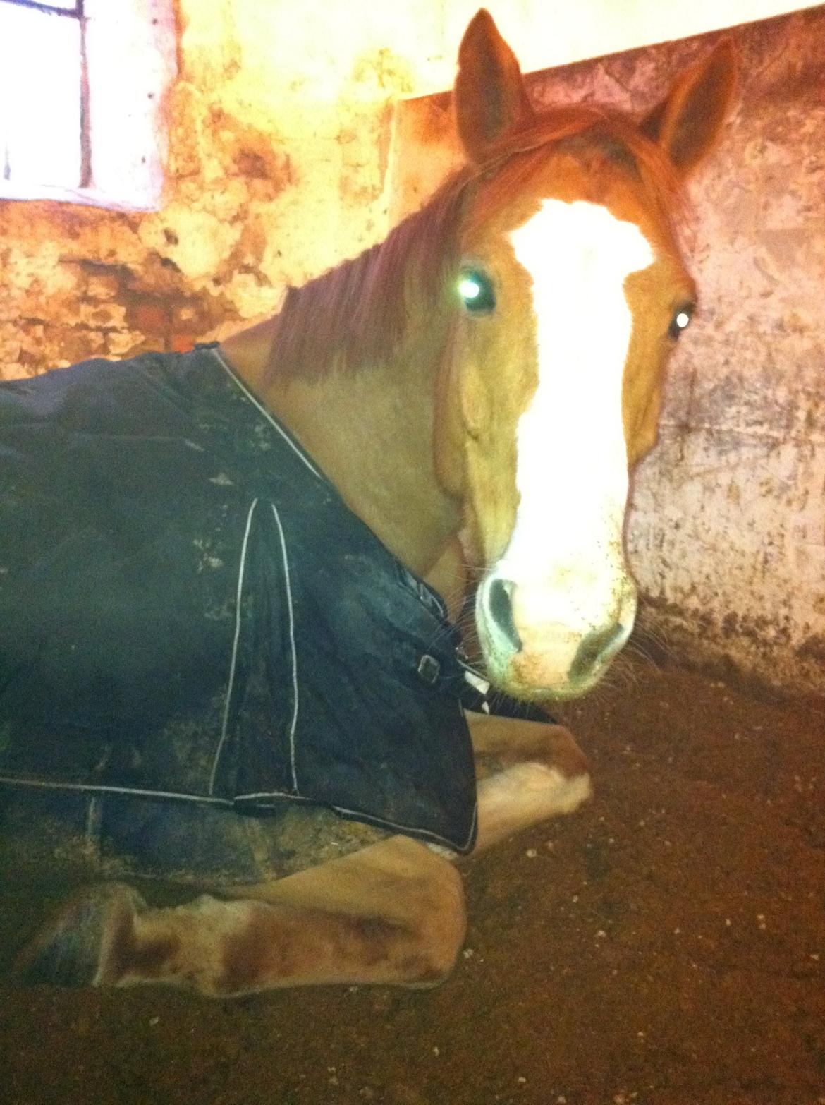 Cedergaard-ridecenter billede 3