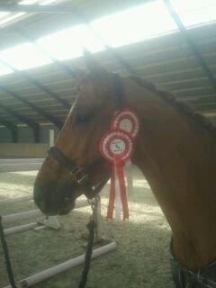 Cedergaard-ridecenter billede 4