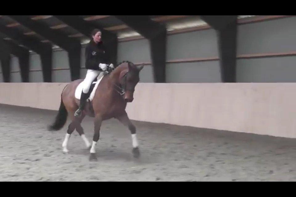 Cedergaard-ridecenter billede 6