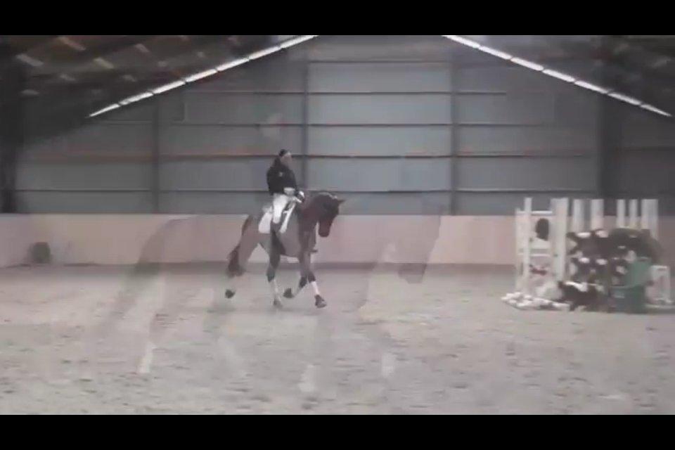 Cedergaard-ridecenter billede 7