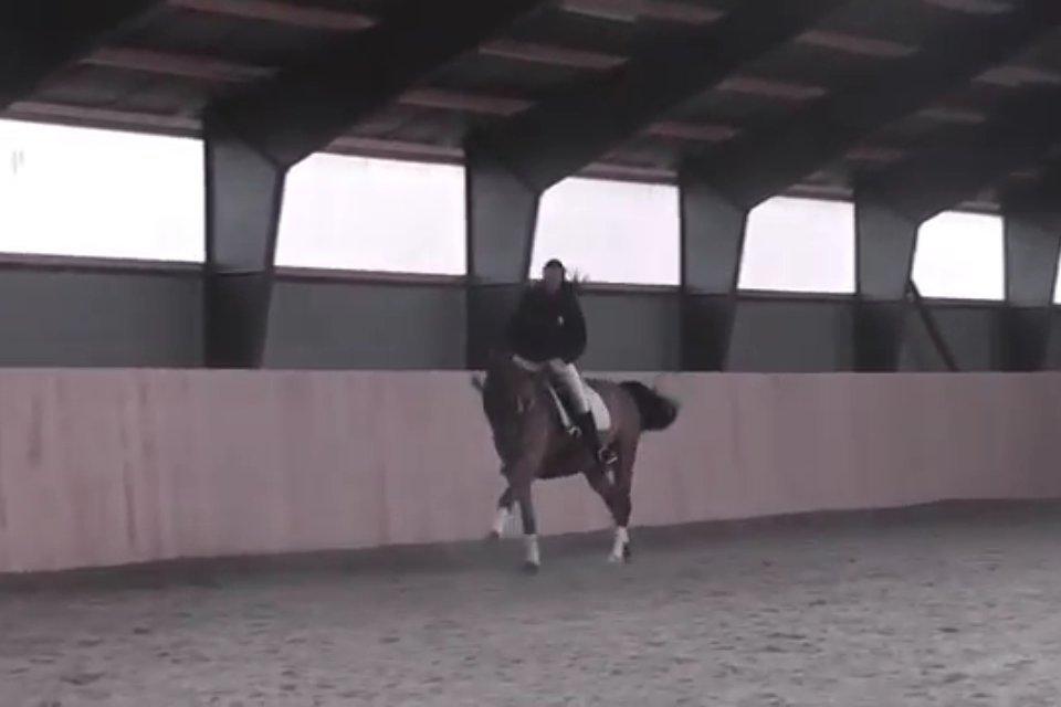 Cedergaard-ridecenter billede 9