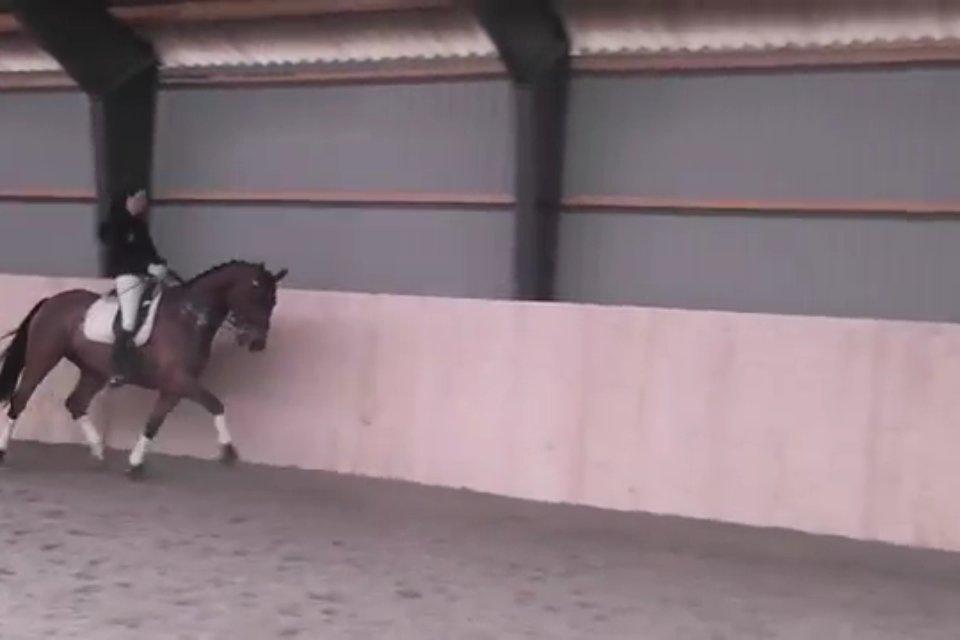 Cedergaard-ridecenter billede 10