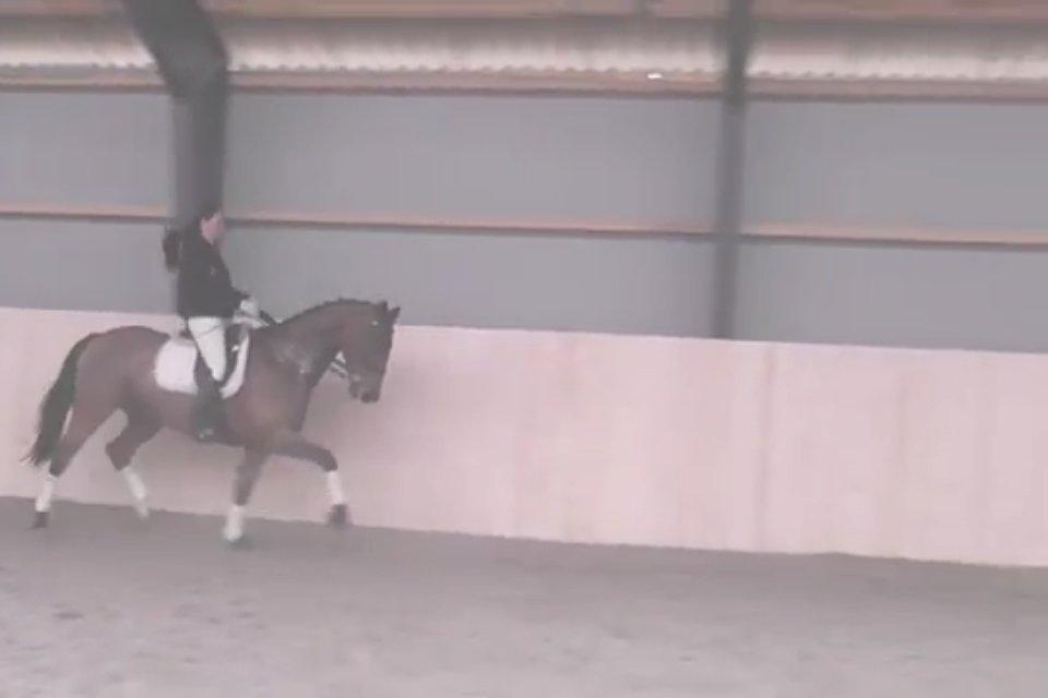 Cedergaard-ridecenter billede 11