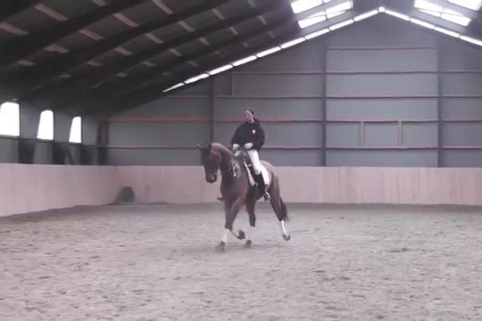 Cedergaard-ridecenter billede 12