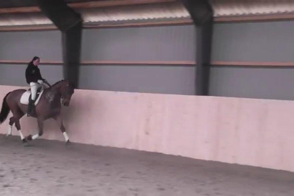 Cedergaard-ridecenter billede 13