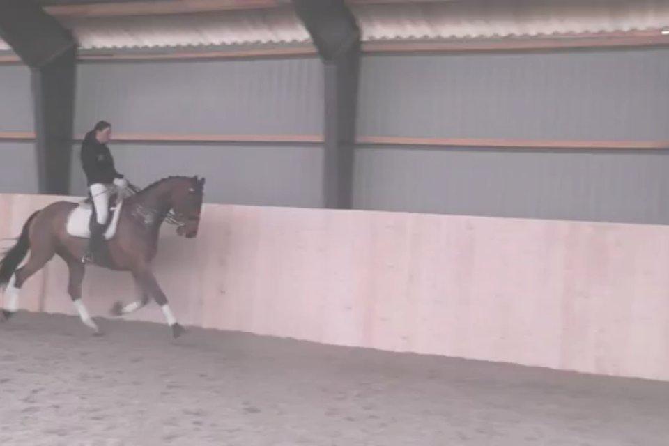 Cedergaard-ridecenter billede 14