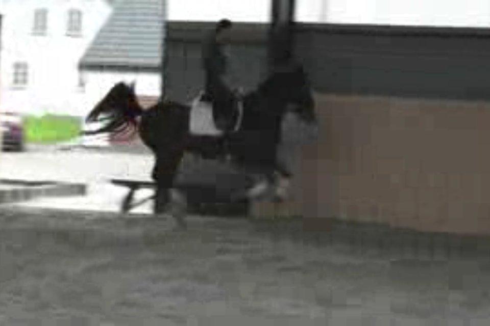 Cedergaard-ridecenter billede 15