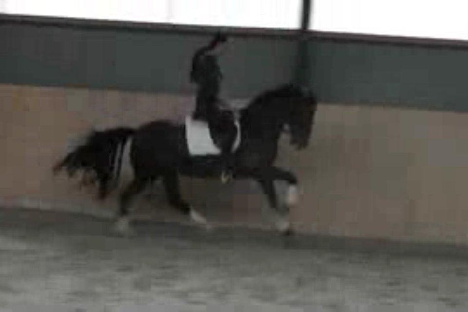 Cedergaard-ridecenter billede 16