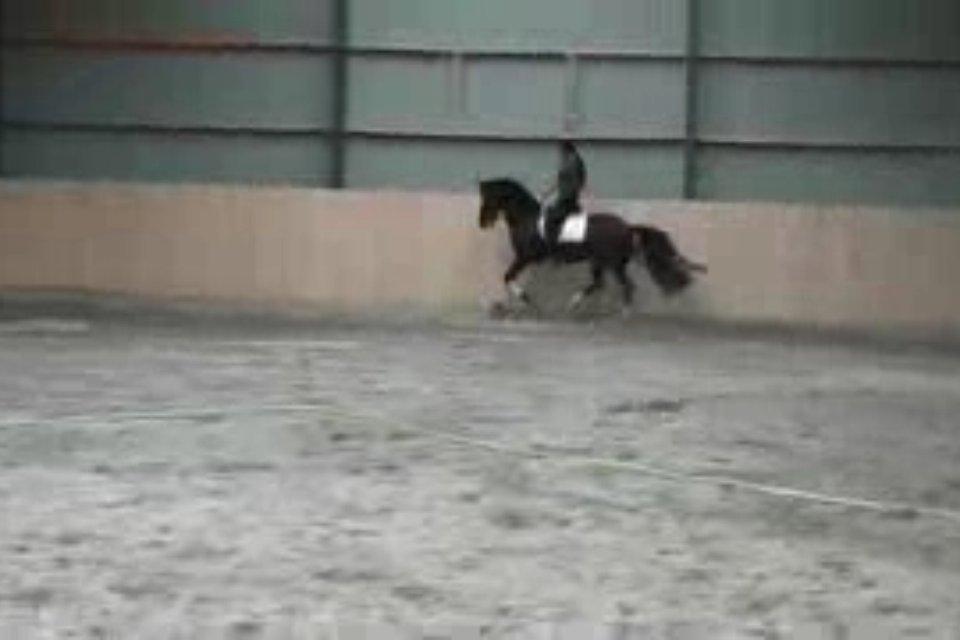 Cedergaard-ridecenter billede 17