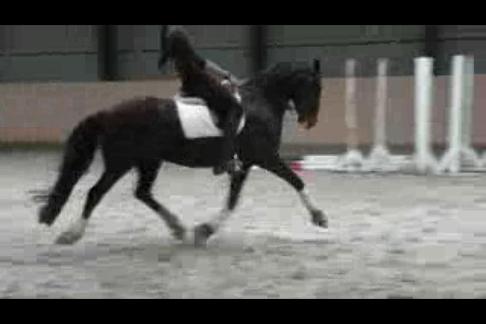 Cedergaard-ridecenter billede 19