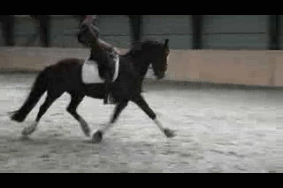 Cedergaard-ridecenter billede 21