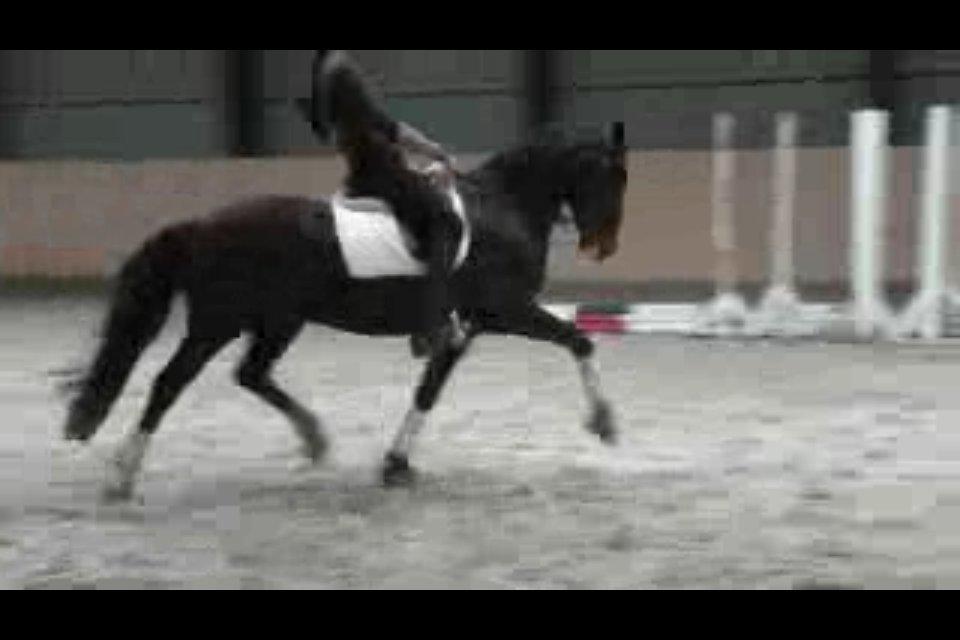 Cedergaard-ridecenter billede 22