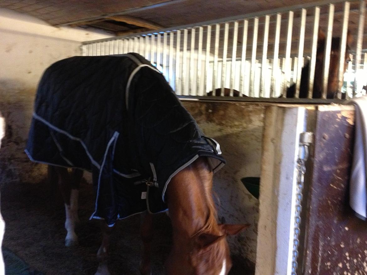 Cedergaard-ridecenter billede 23