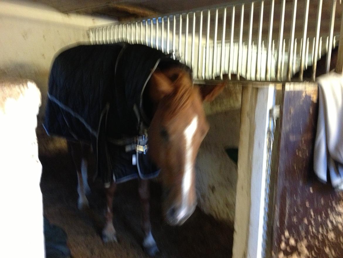 Cedergaard-ridecenter billede 24