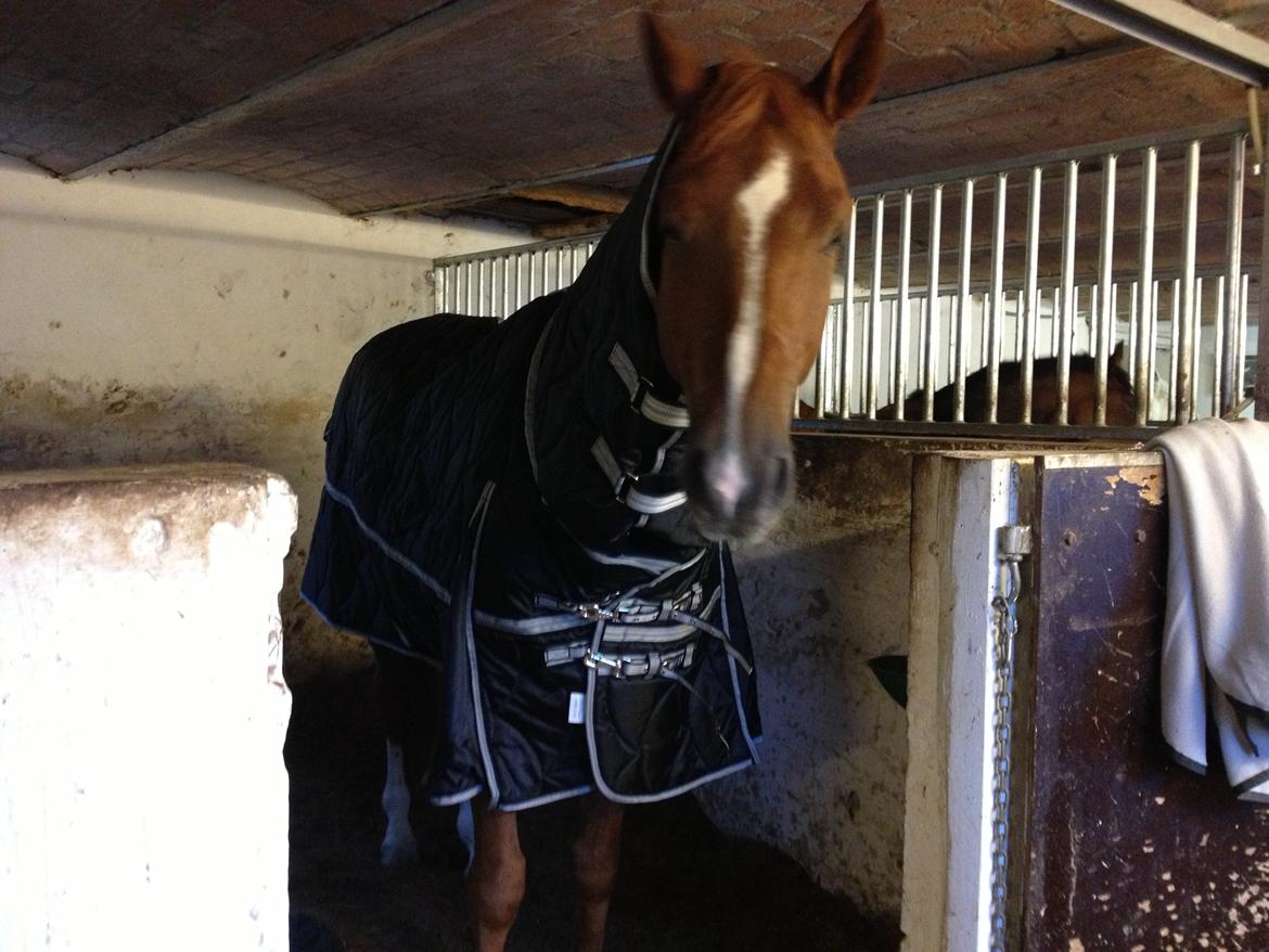 Cedergaard-ridecenter billede 25