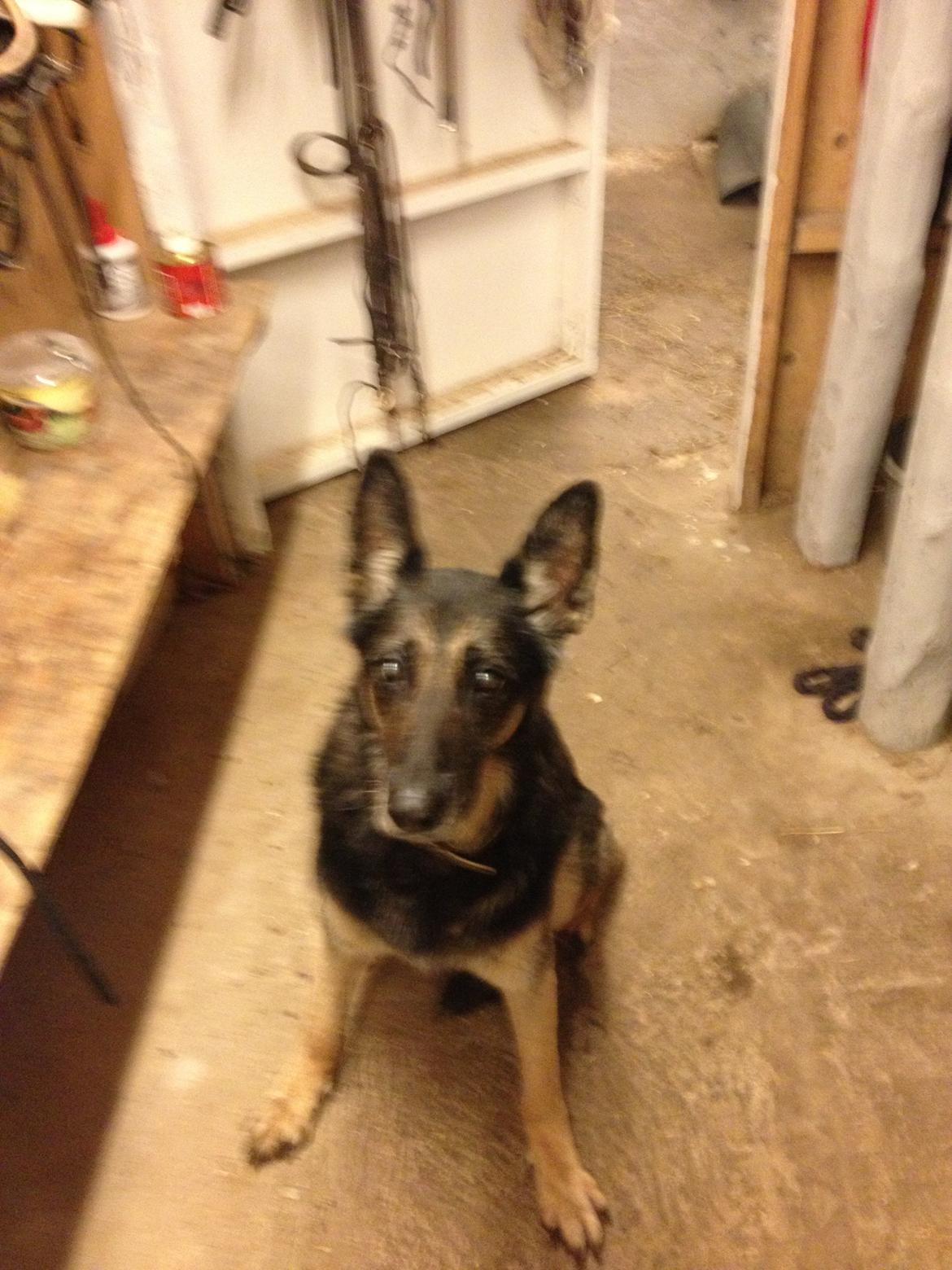 Cedergaard-ridecenter billede 26