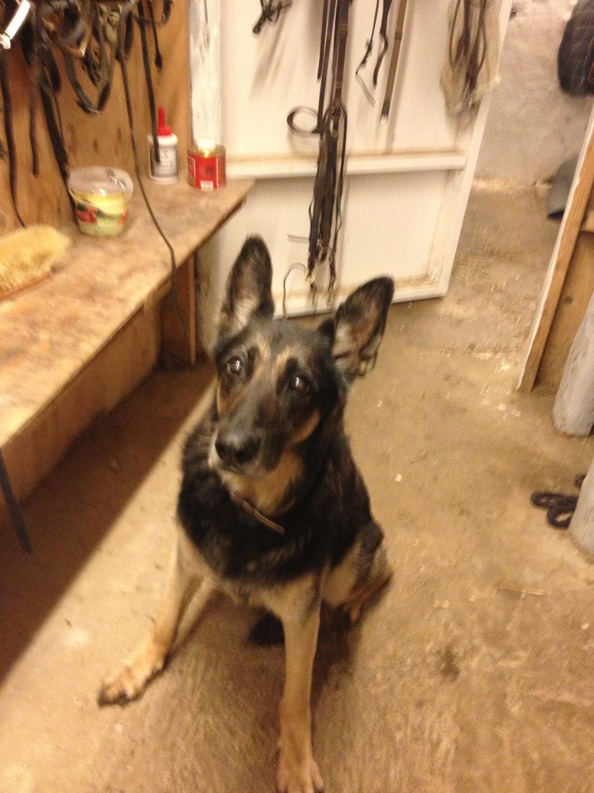 Cedergaard-ridecenter billede 27