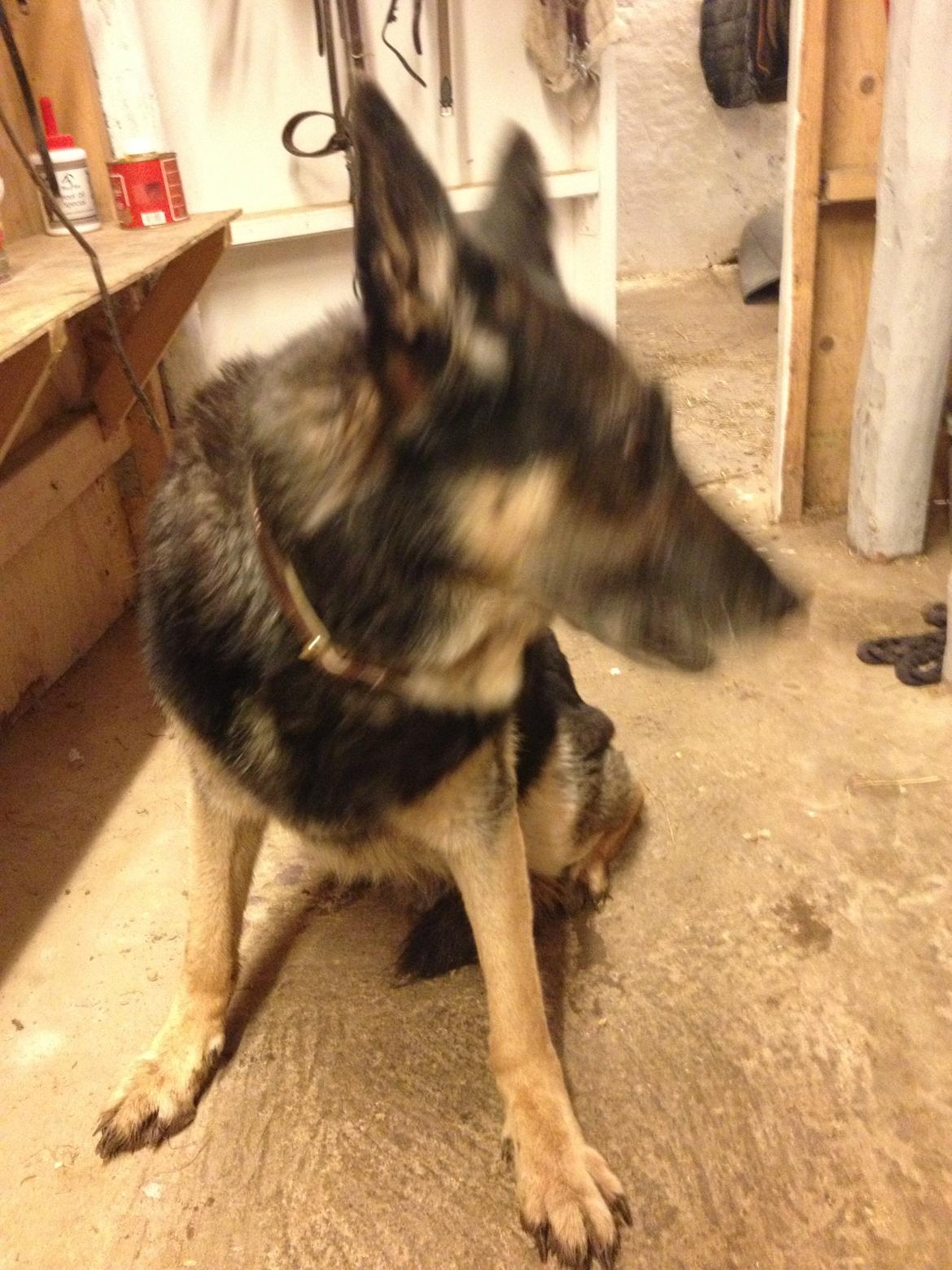 Cedergaard-ridecenter billede 28