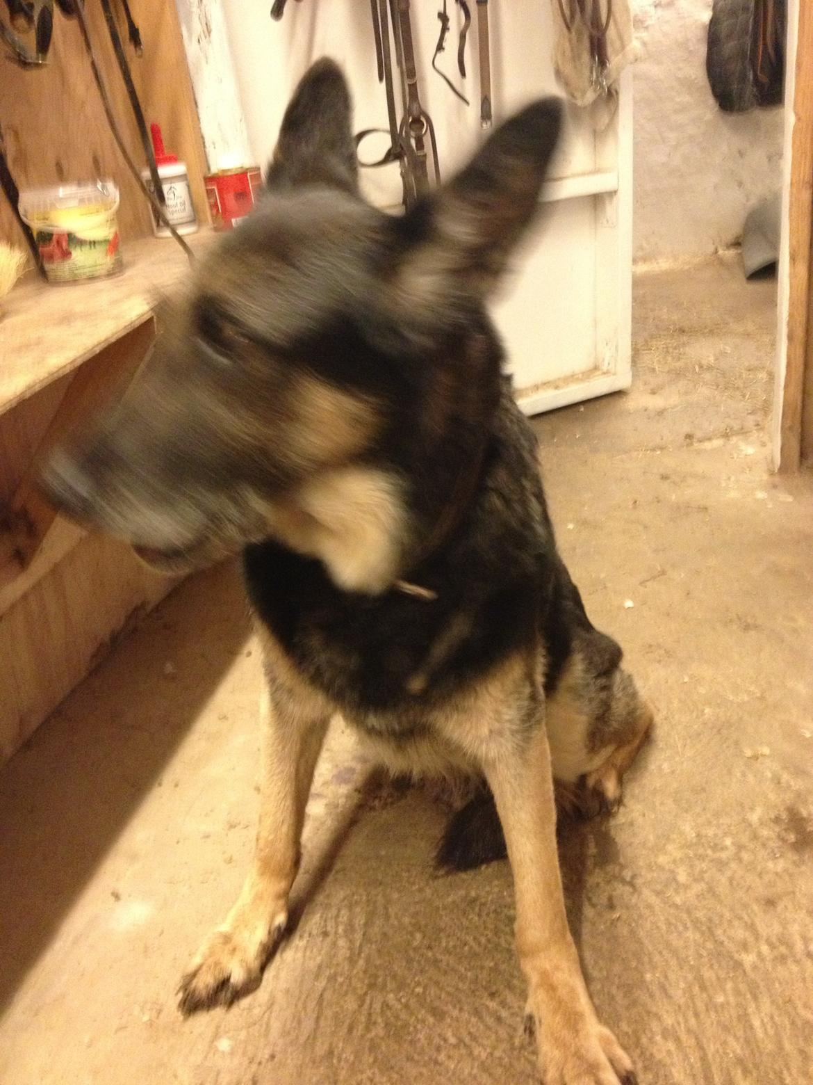 Cedergaard-ridecenter billede 29