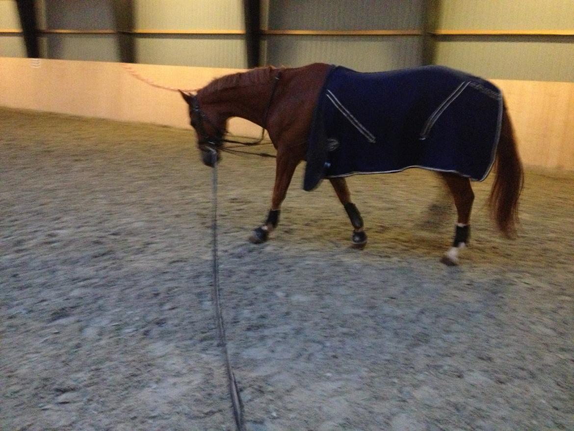 Cedergaard-ridecenter billede 30