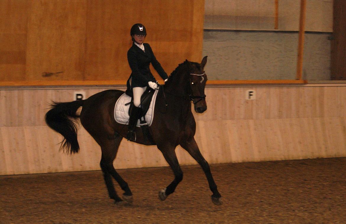 Futte som dressurhest billede 1