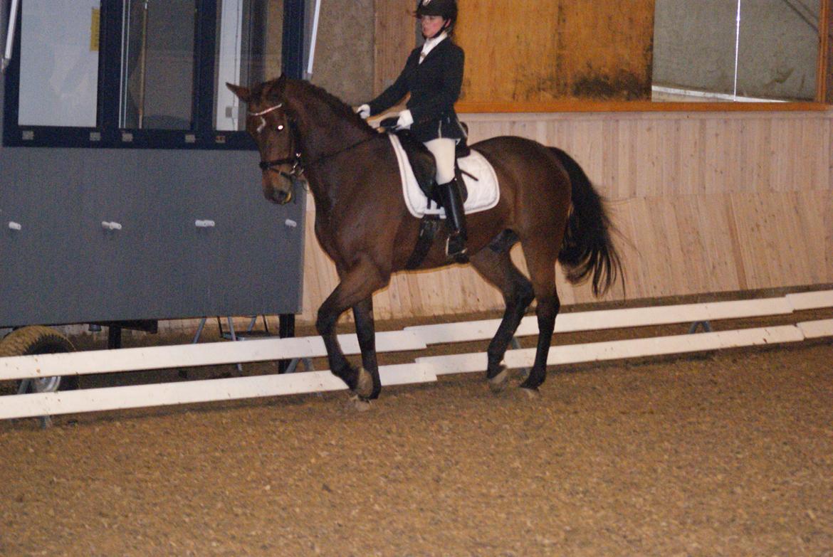 Futte som dressurhest billede 2