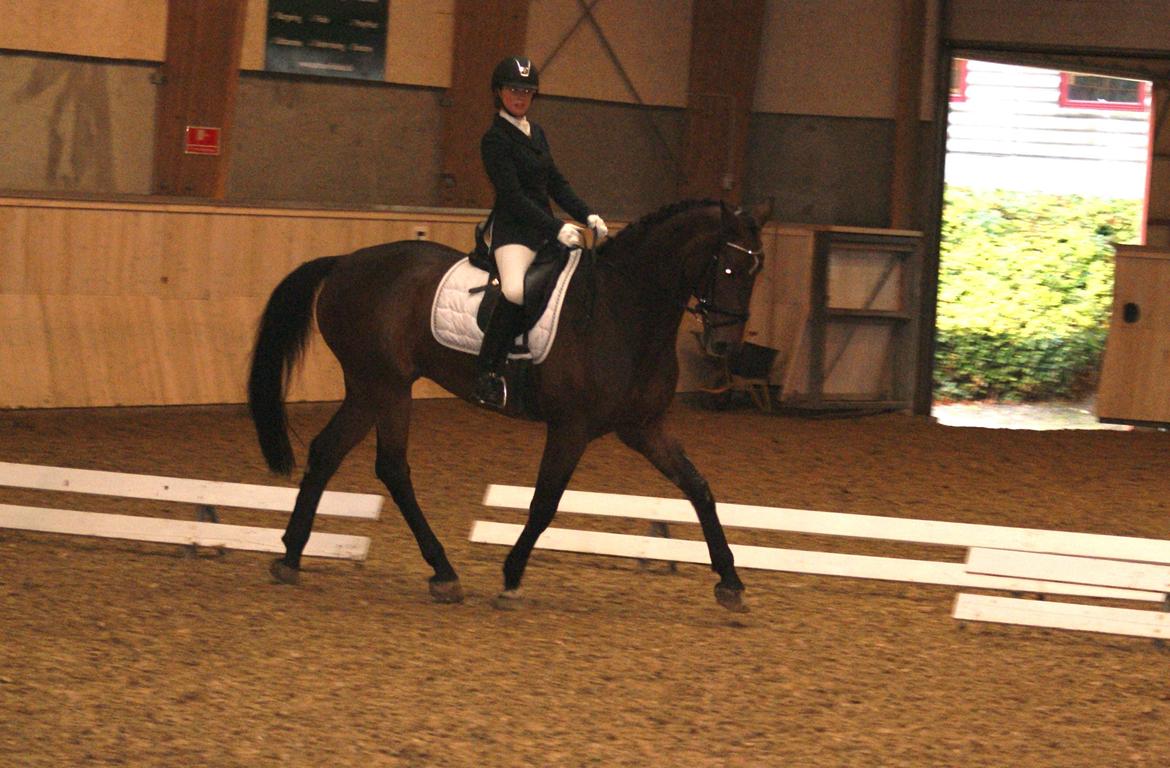 Futte som dressurhest billede 3