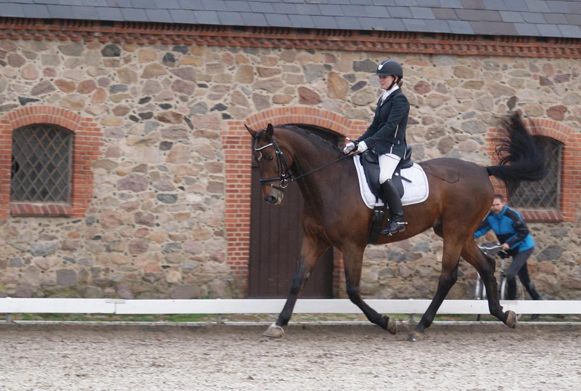 Futte som dressurhest billede 4