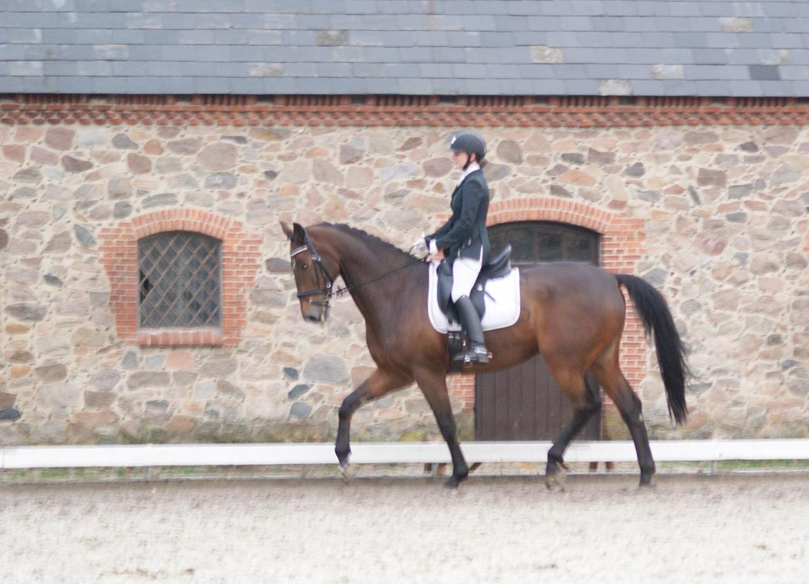 Futte som dressurhest billede 5