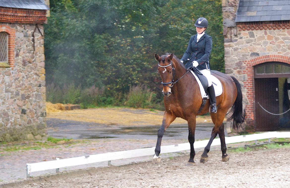 Futte som dressurhest billede 6