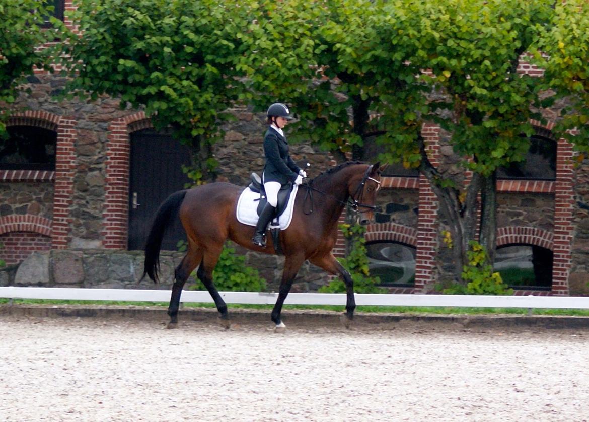 Futte som dressurhest billede 7