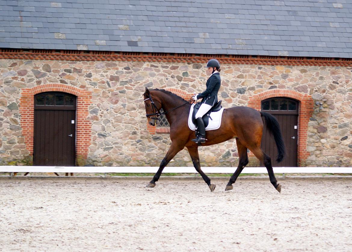 Futte som dressurhest billede 8