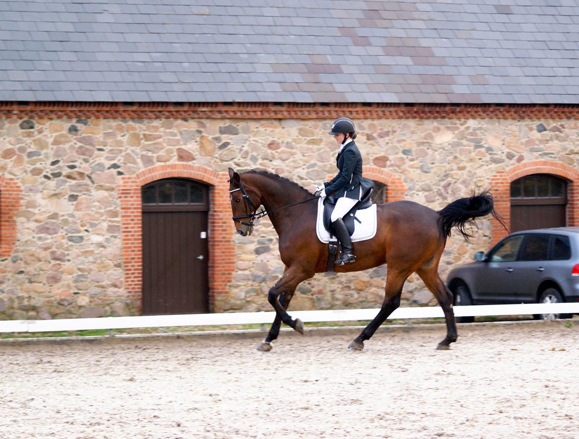 Futte som dressurhest billede 9