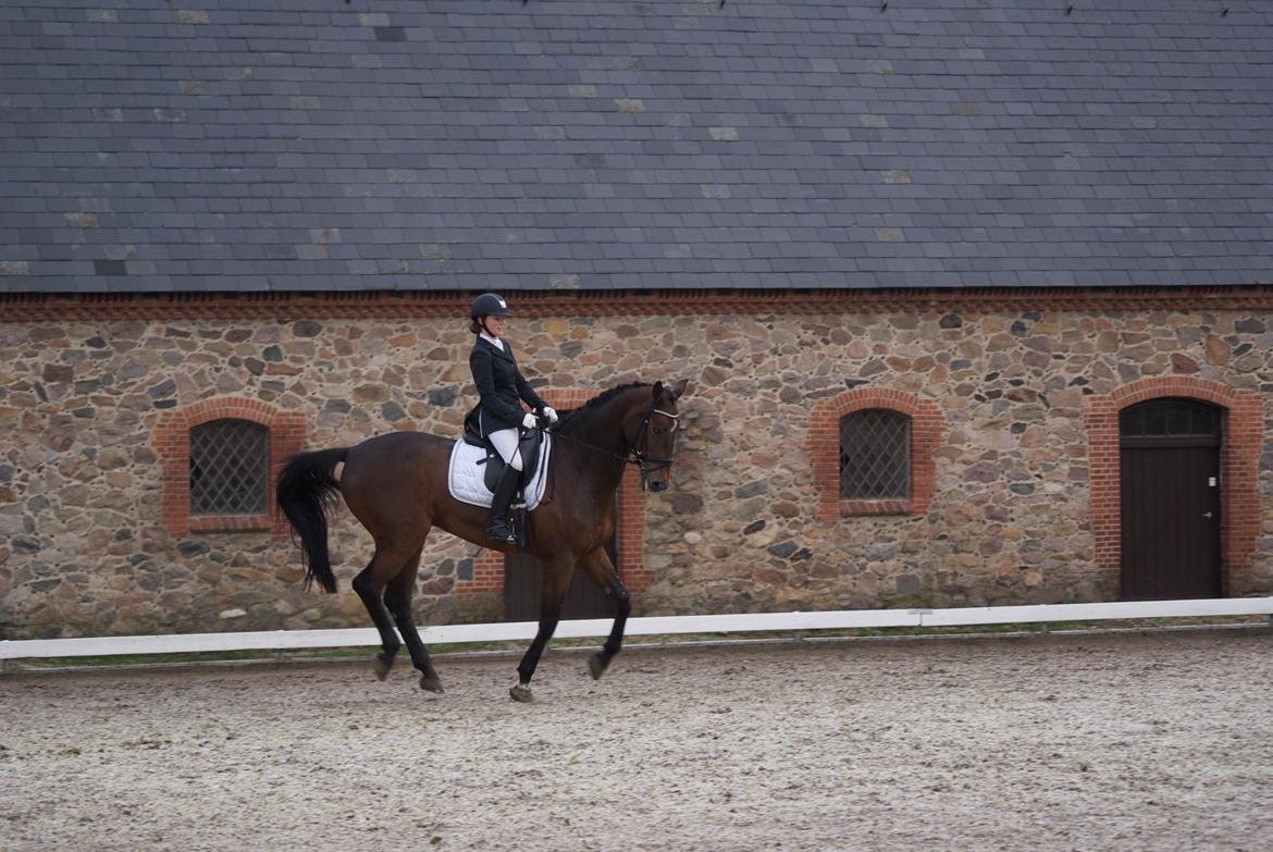 Futte som dressurhest billede 10