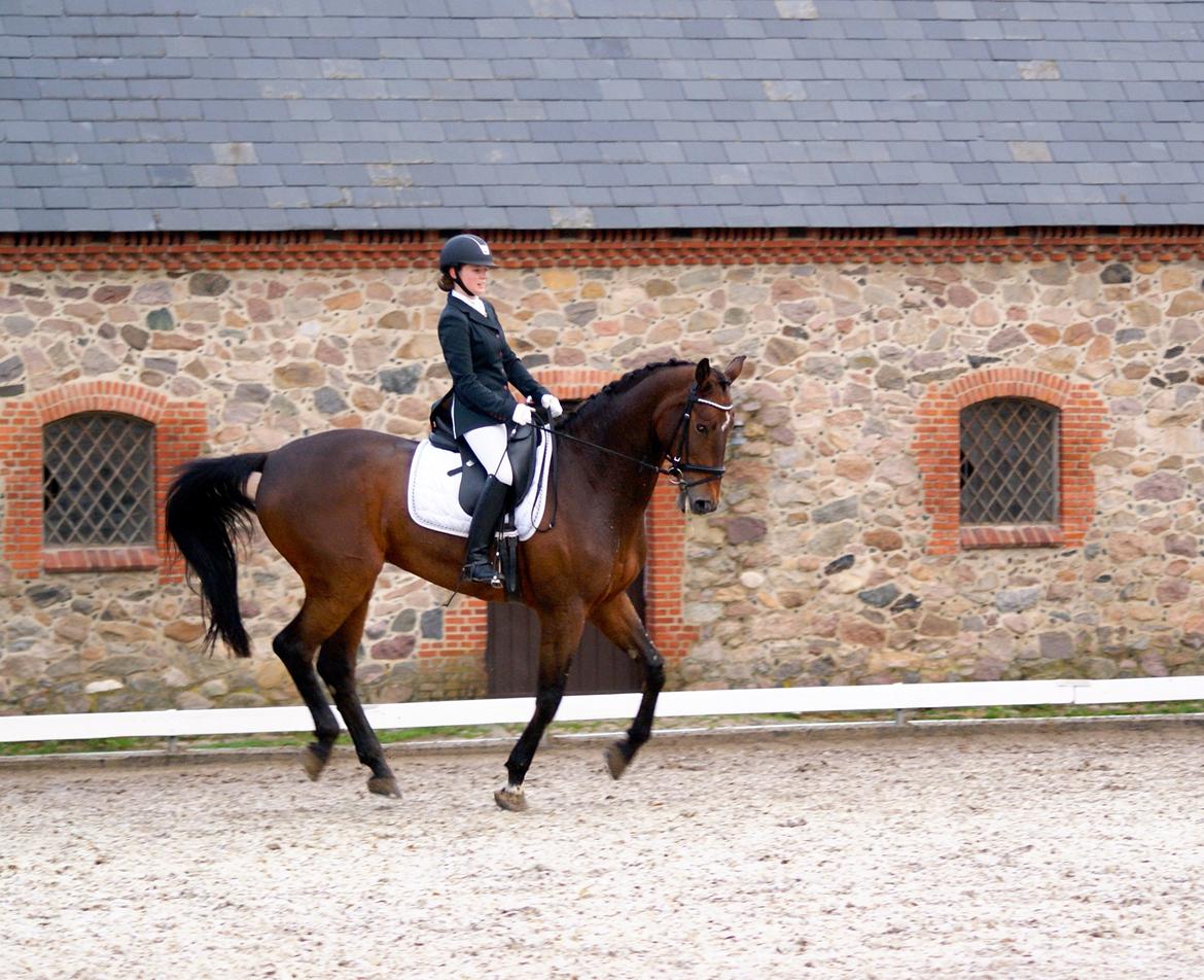 Futte som dressurhest billede 11